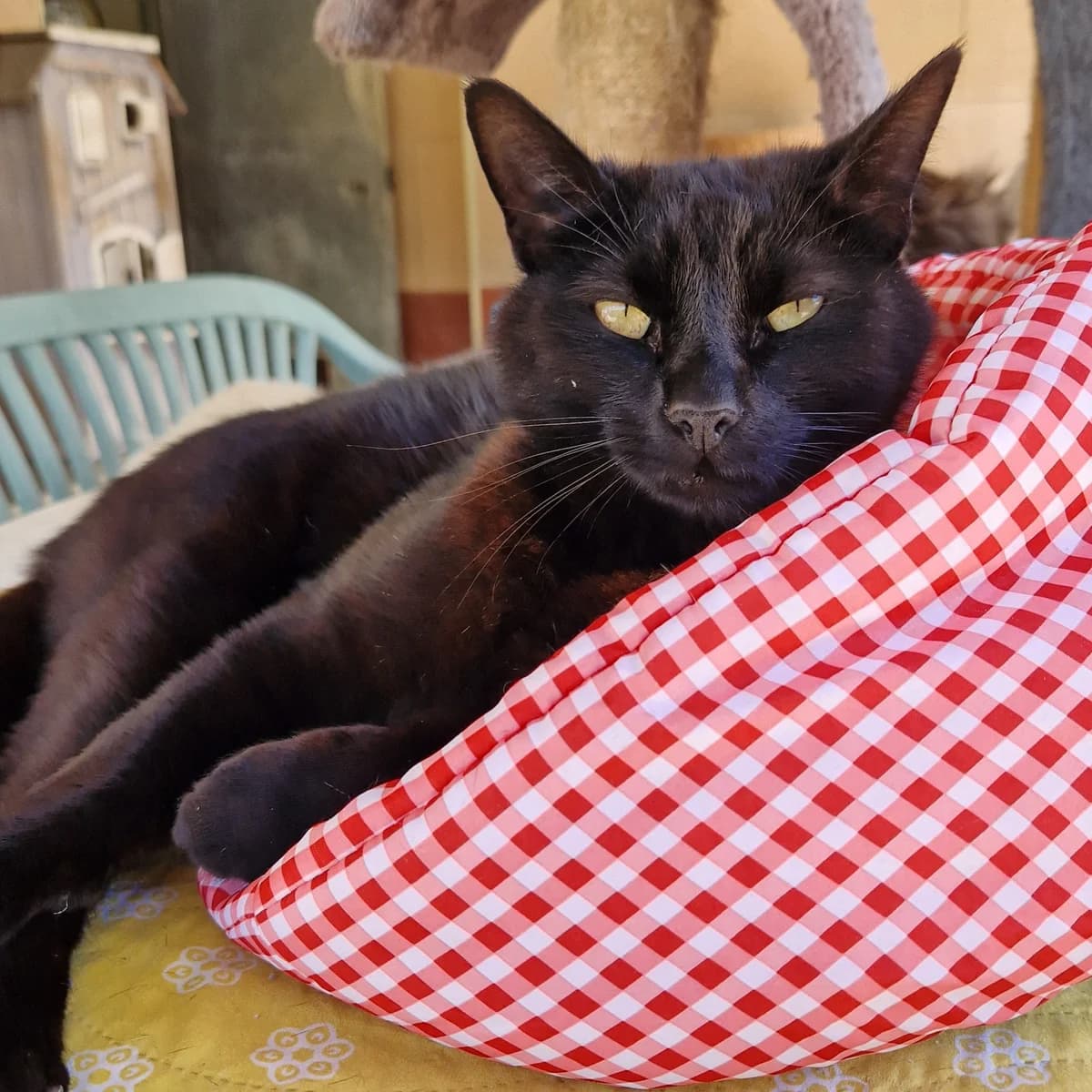 Persil, Mixed Breed for adoption at SPA de Loire Atlantique, Nantes