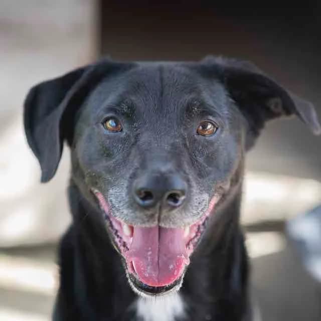 Spirou, Labrador Retriever for adoption at SPA de Loire Atlantique, Nantes