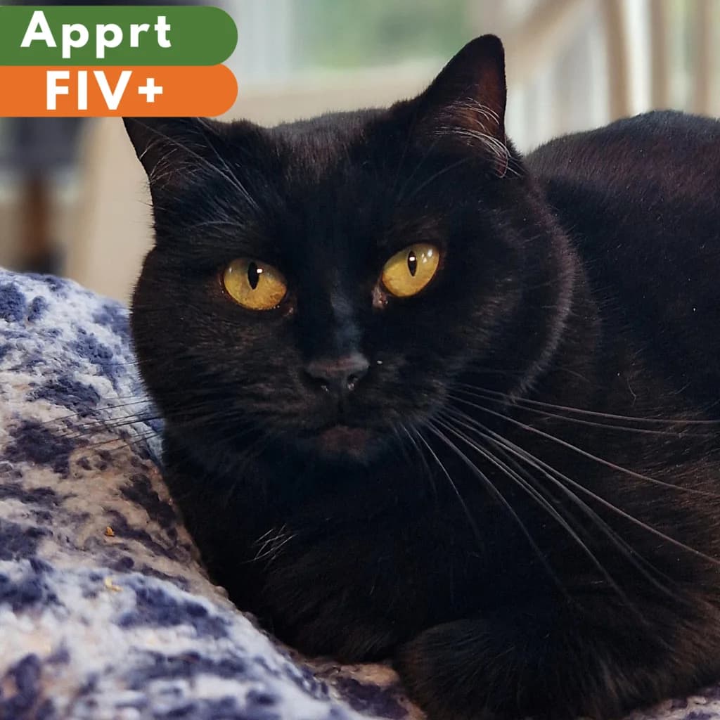 Chani, Mixed Breed for adoption at SPA de Loire Atlantique, Nantes