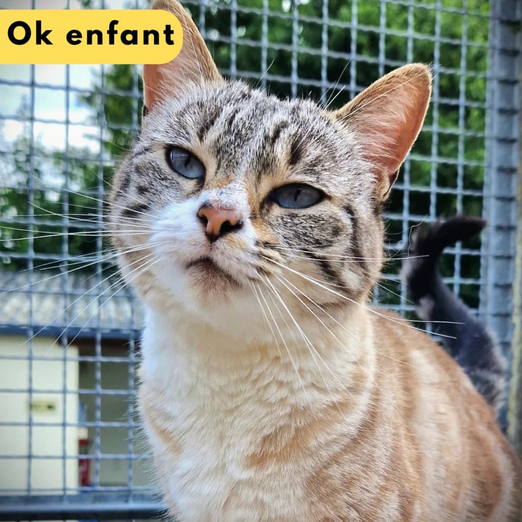 Cherry, Mixed Breed for adoption at SPA de Loire Atlantique, Nantes