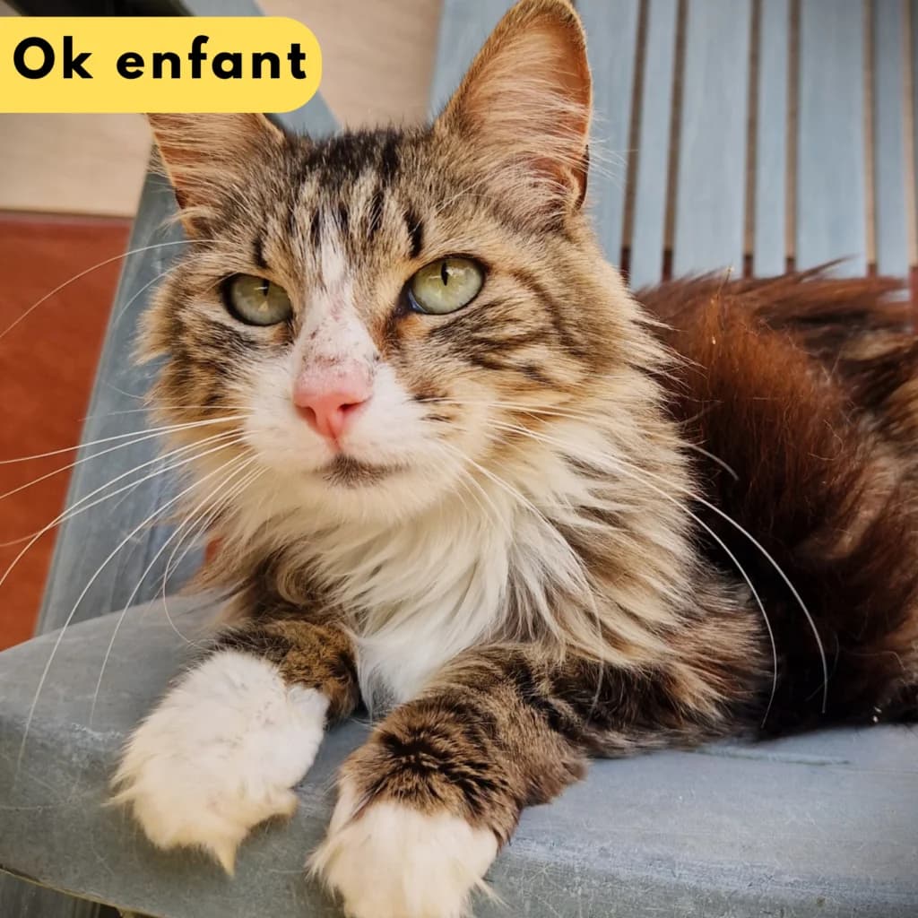 Elisabeth II, Mixed Breed for adoption at SPA de Loire Atlantique, Nantes