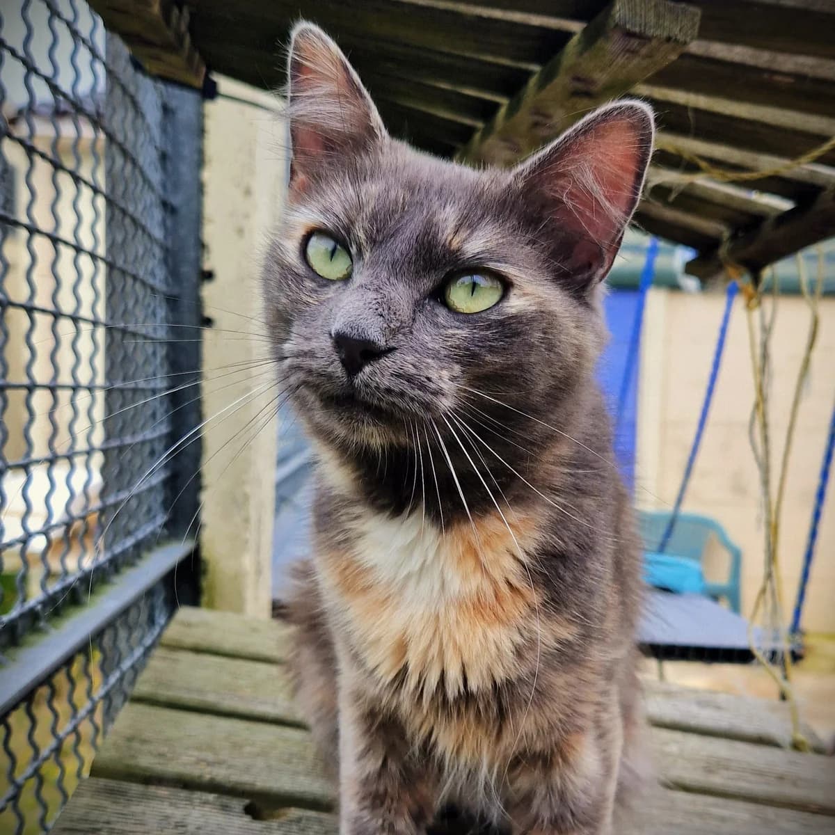 Erika, Mixed Breed for adoption at SPA de Loire Atlantique, Nantes