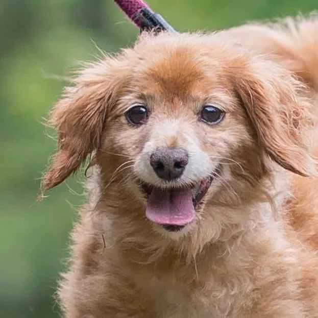 T-Rex, mixed breed for adoption at SPA de Loire Atlantique, Nantes