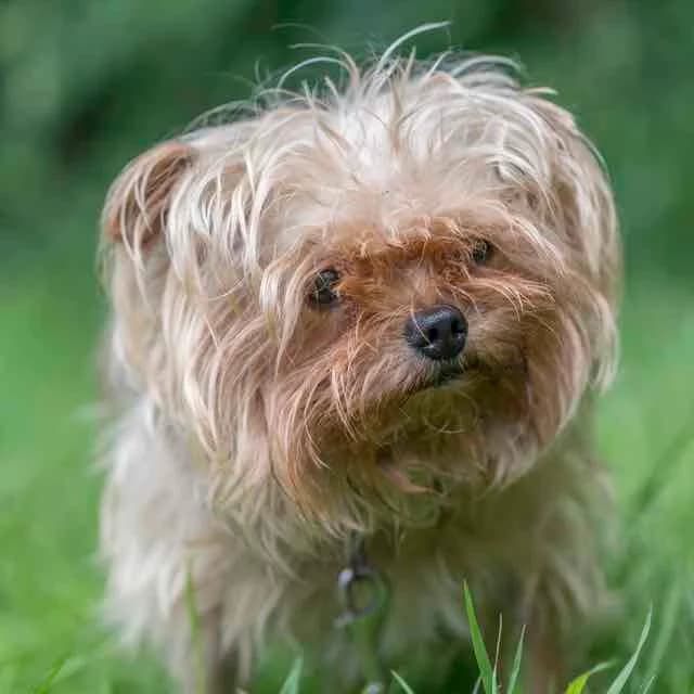 Mogwaï, male 7yo Mixed Breed for adoption at SPA de Loire Atlantique, Nantes