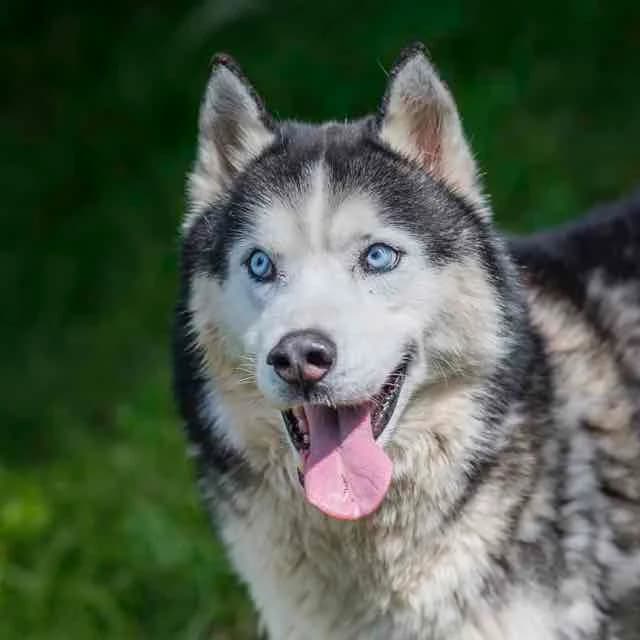 Locky, Mixed Breed for adoption at SPA de Loire Atlantique, Nantes