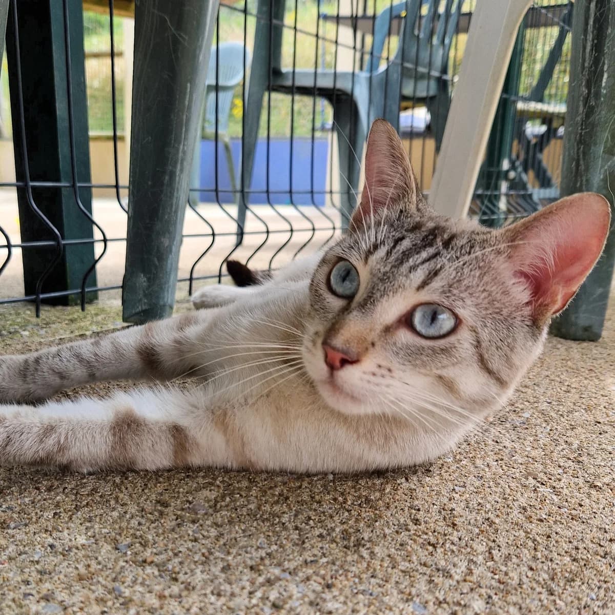 Kind, Mixed Breed for adoption at SPA de Loire Atlantique, Nantes