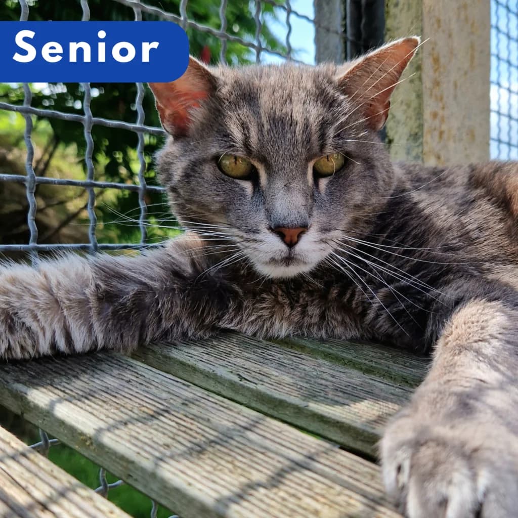 Cachou, Mixed Breed for adoption at SPA de Loire Atlantique, Nantes