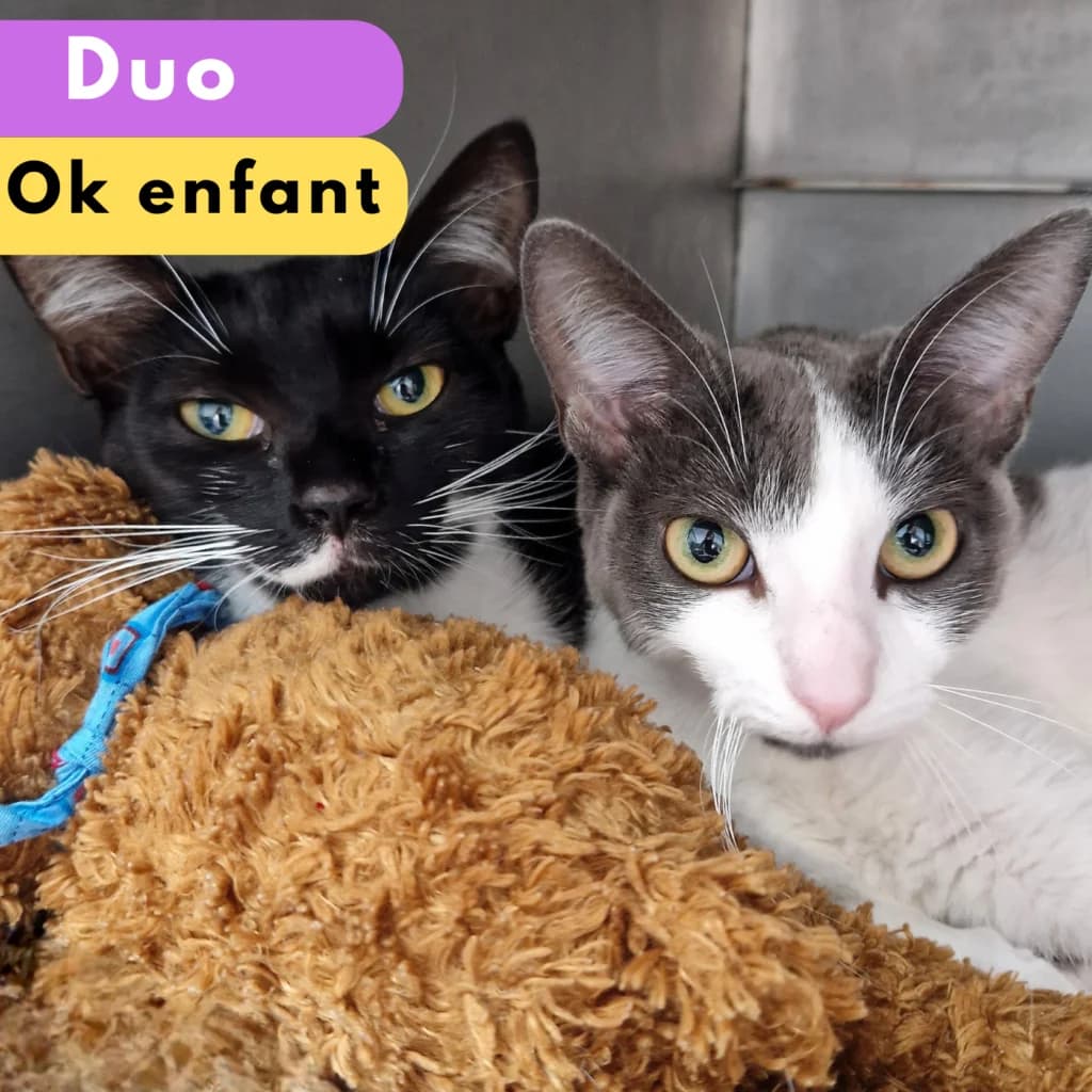 Hinabi et Hinata, Mixed Breed for adoption at SPA de Loire Atlantique, Nantes