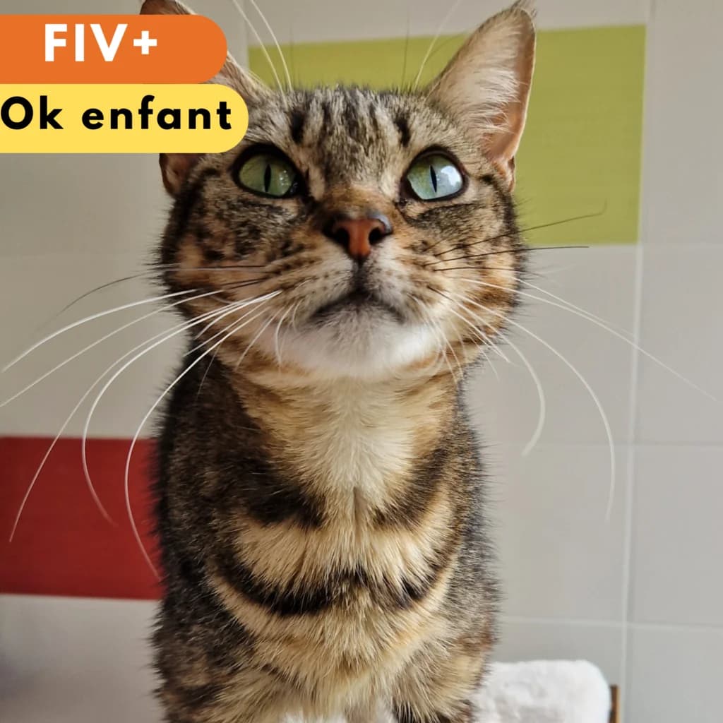 Inaya, Mixed Breed for adoption at SPA de Loire Atlantique, Nantes