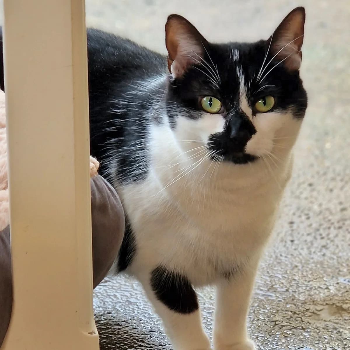 Louisa, Mixed Breed for adoption at SPA de Loire Atlantique, Nantes