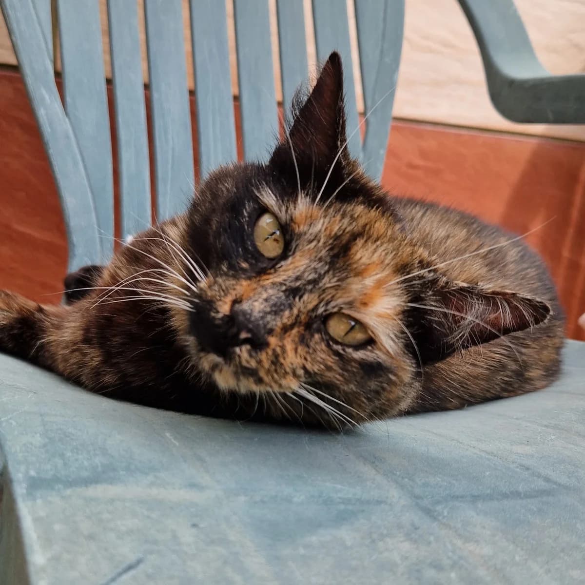 Panna cotta, Mixed Breed for adoption at SPA de Loire Atlantique, Nantes