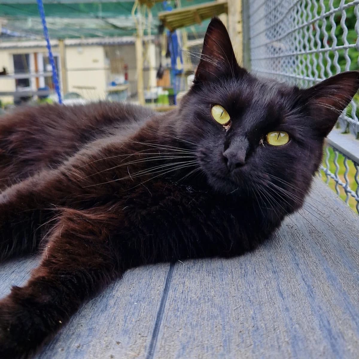 Stone, Mixed Breed for adoption at SPA de Loire Atlantique, Nantes