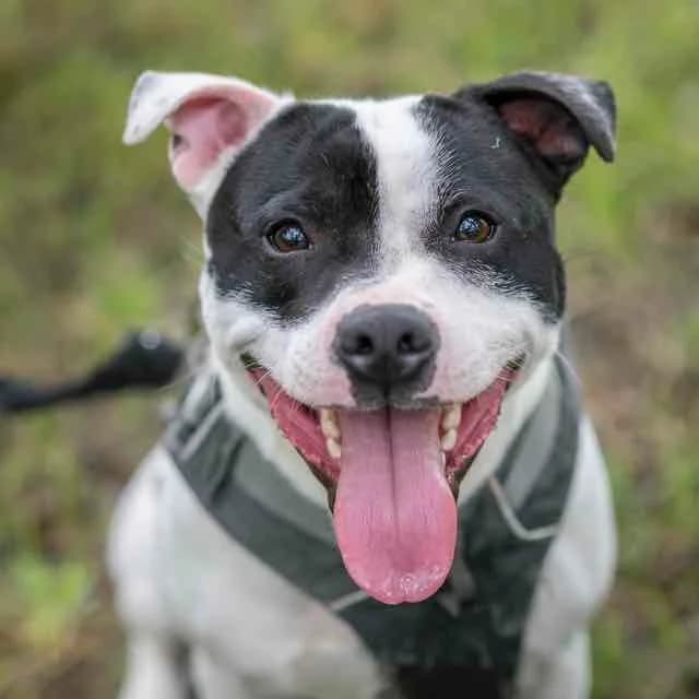 Upsy, Mixed Breed for adoption at SPA de Loire Atlantique, Nantes