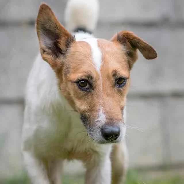 Juno, mixed breed for adoption at SPA de Loire Atlantique, Nantes