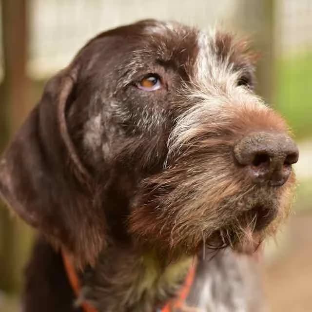 Fanta, Mixed Breed for adoption at SPA de Loire Atlantique, Nantes