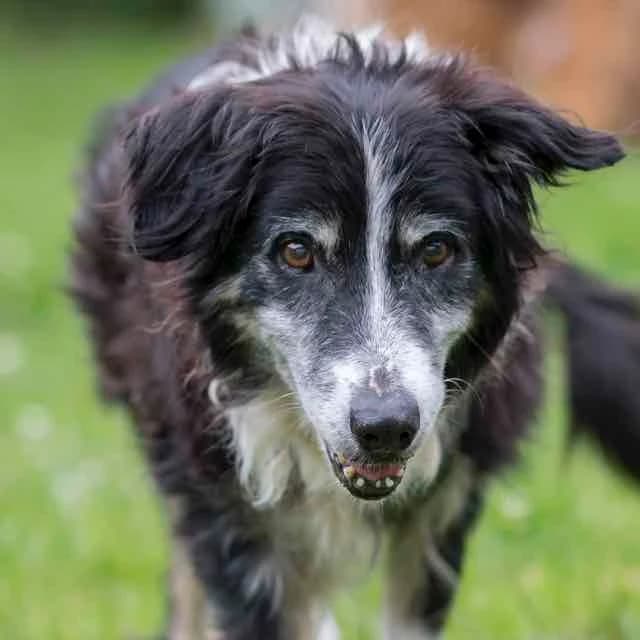 Dyna, Mixed Breed for adoption at SPA de Loire Atlantique, Nantes