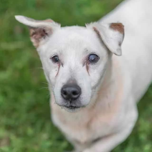 Chups, Mixed Breed for adoption at SPA de Loire Atlantique, Nantes