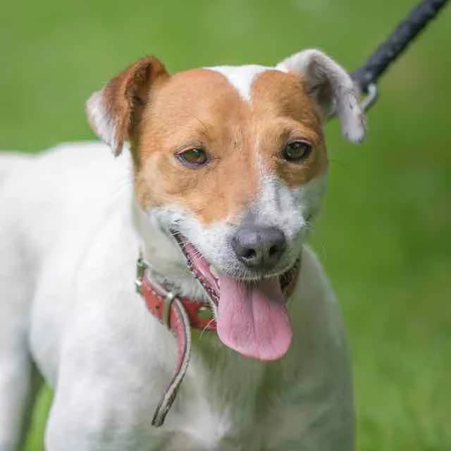 Mask, Mixed Breed for adoption at SPA de Loire Atlantique, Nantes