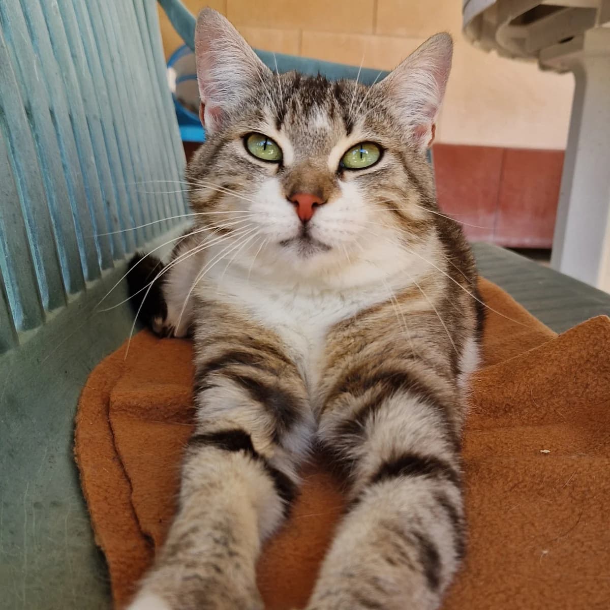 Berthe, Mixed Breed for adoption at SPA de Loire Atlantique, Nantes