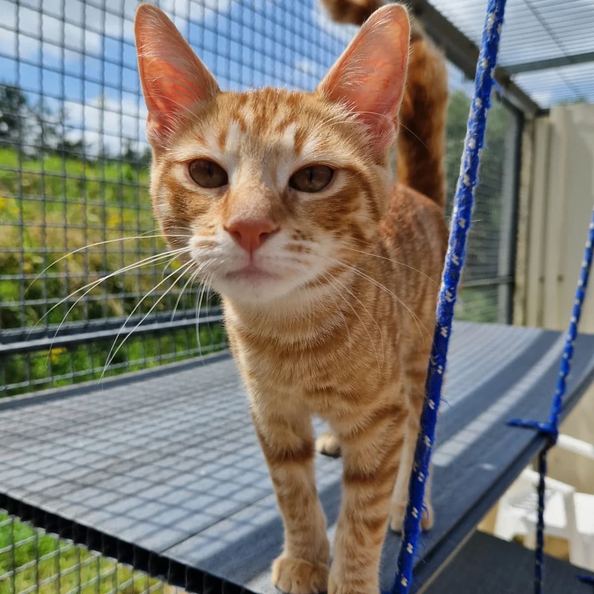 Celestin, Mixed Breed for adoption at SPA de Loire Atlantique, Nantes