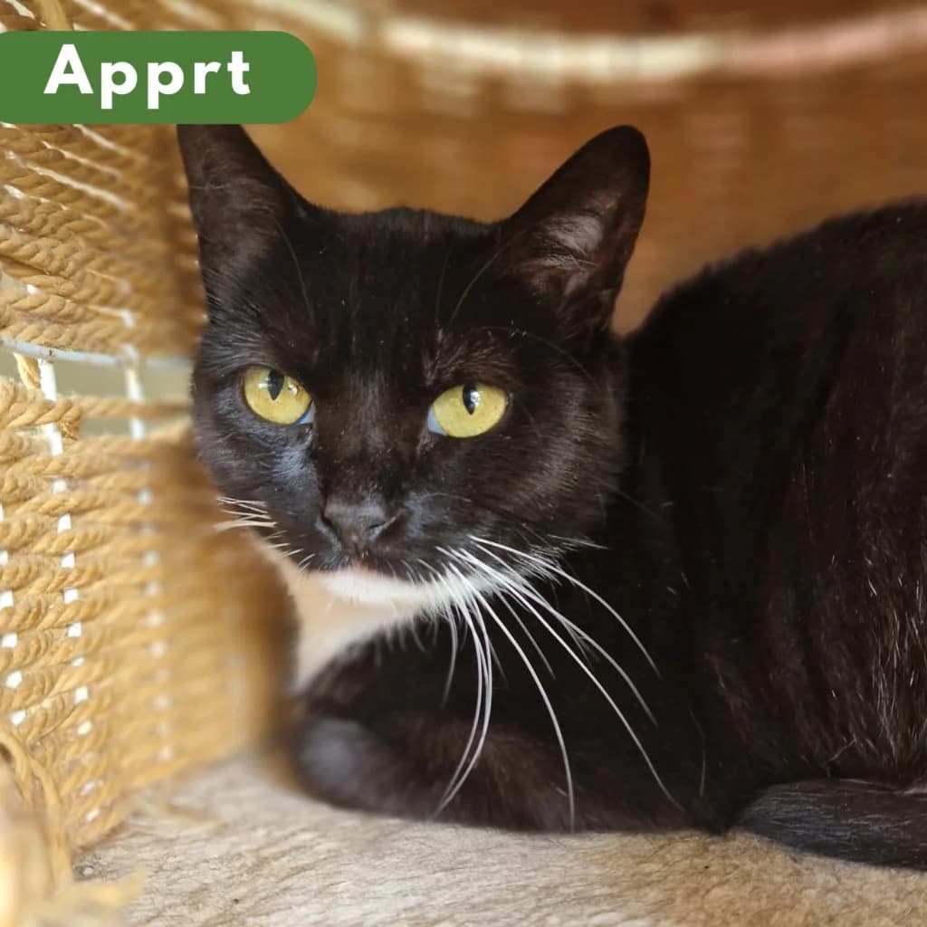 Mia, Mixed Breed for adoption at SPA de Loire Atlantique, Nantes