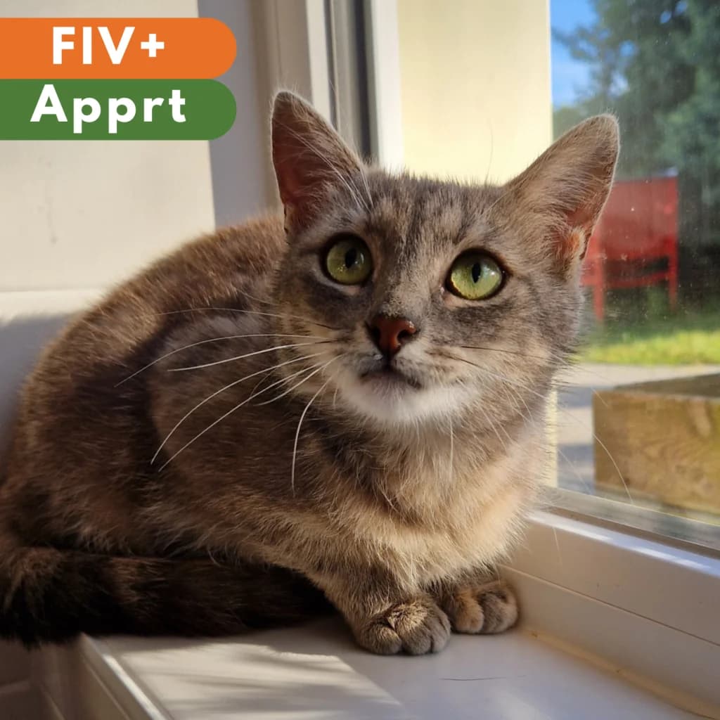 Moony, Mixed Breed for adoption at SPA de Loire Atlantique, Nantes