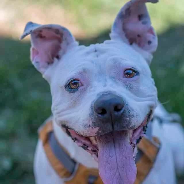 Millione, Mixed Breed for adoption at SPA de Loire Atlantique, Nantes
