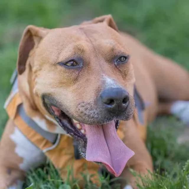 Nikyta, Mixed Breed for adoption at SPA de Loire Atlantique, Nantes