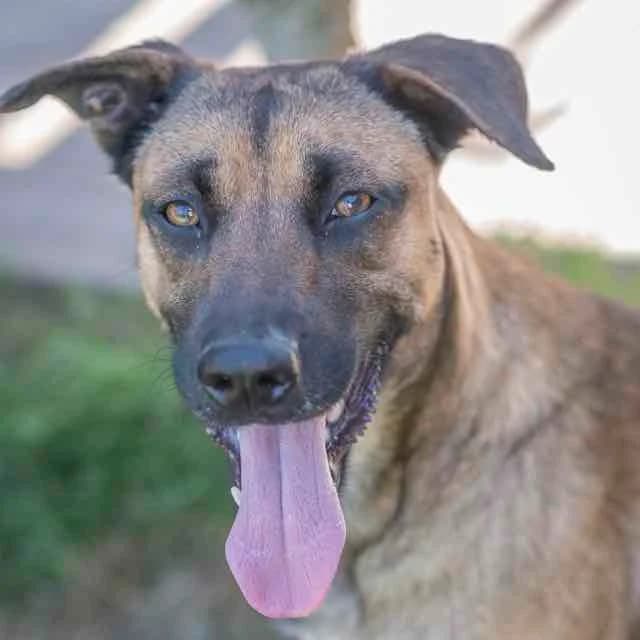 Lou, Belgian Malinois for adoption at SPA de Loire Atlantique, Nantes