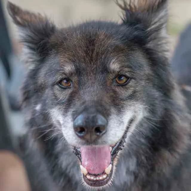 Raveon, Border Collie for adoption at SPA de Loire Atlantique, Nantes