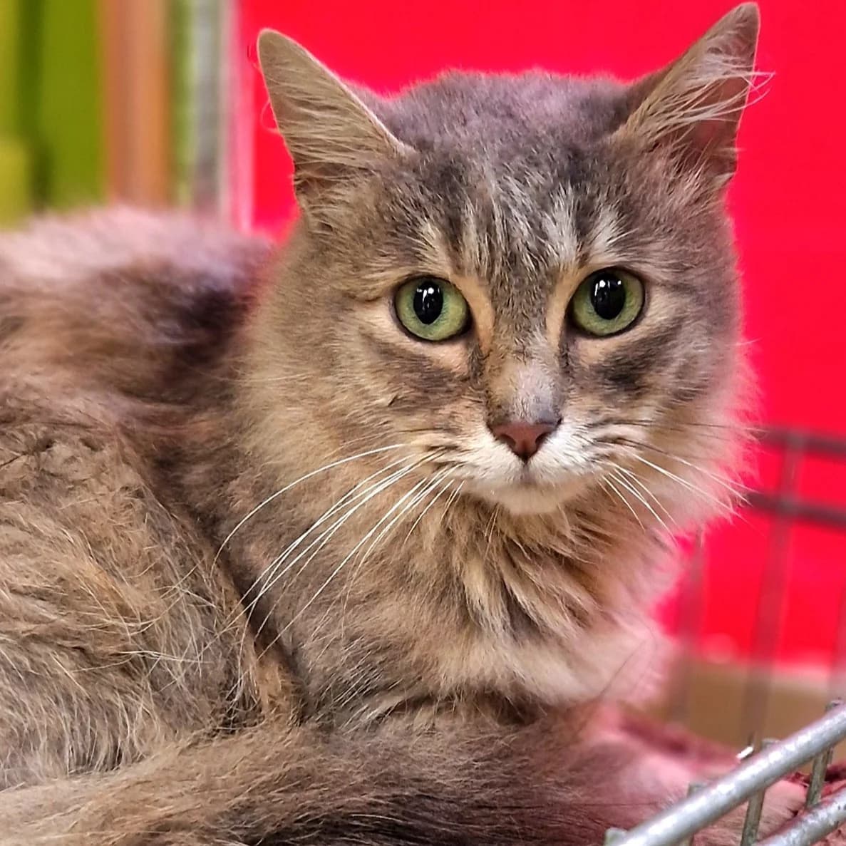 Brenda, Mixed Breed for adoption at SPA de Loire Atlantique, Nantes