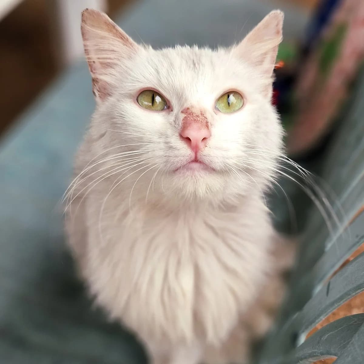 Gresil, Mixed Breed for adoption at SPA de Loire Atlantique, Nantes