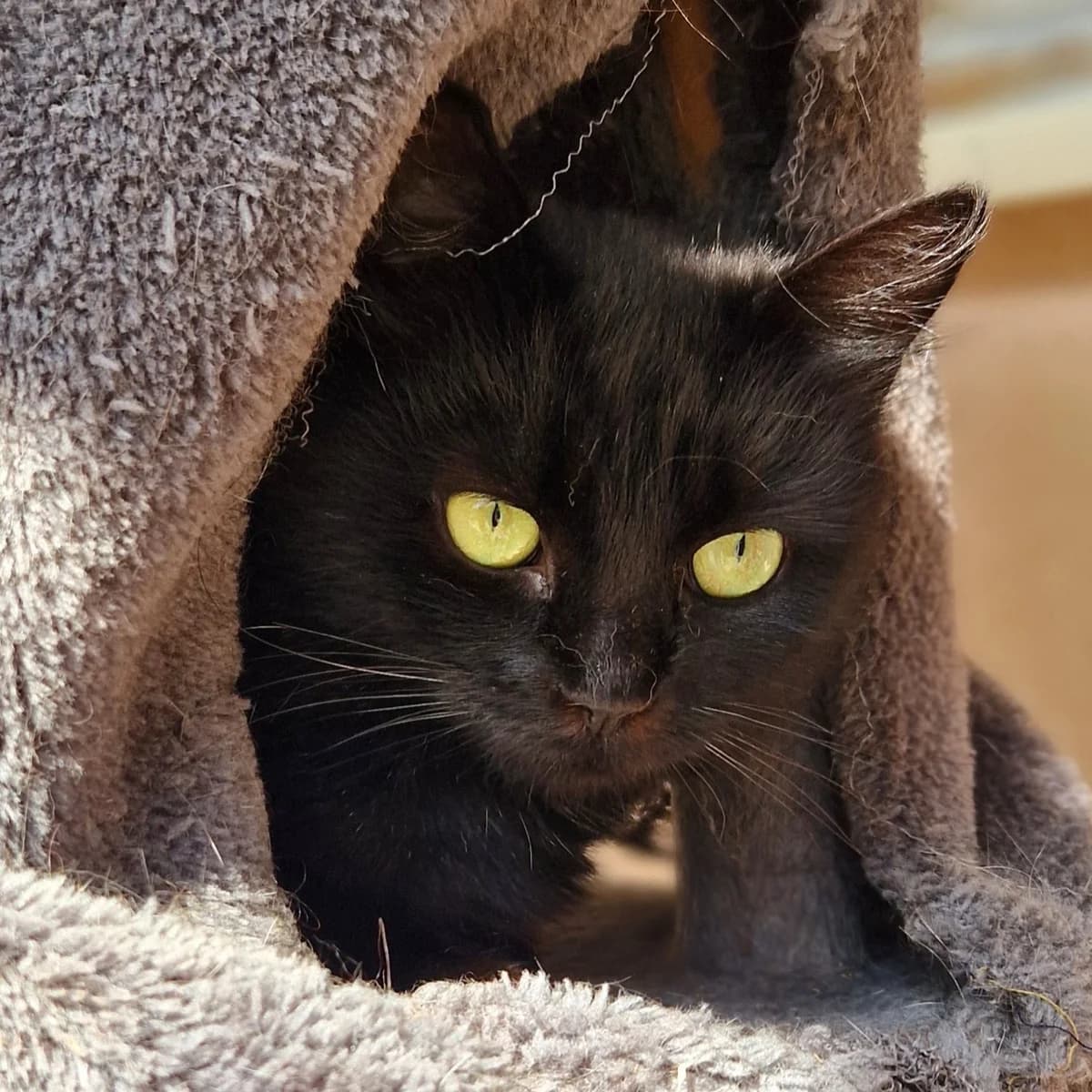 Kamala, Mixed Breed for adoption at SPA de Loire Atlantique, Nantes