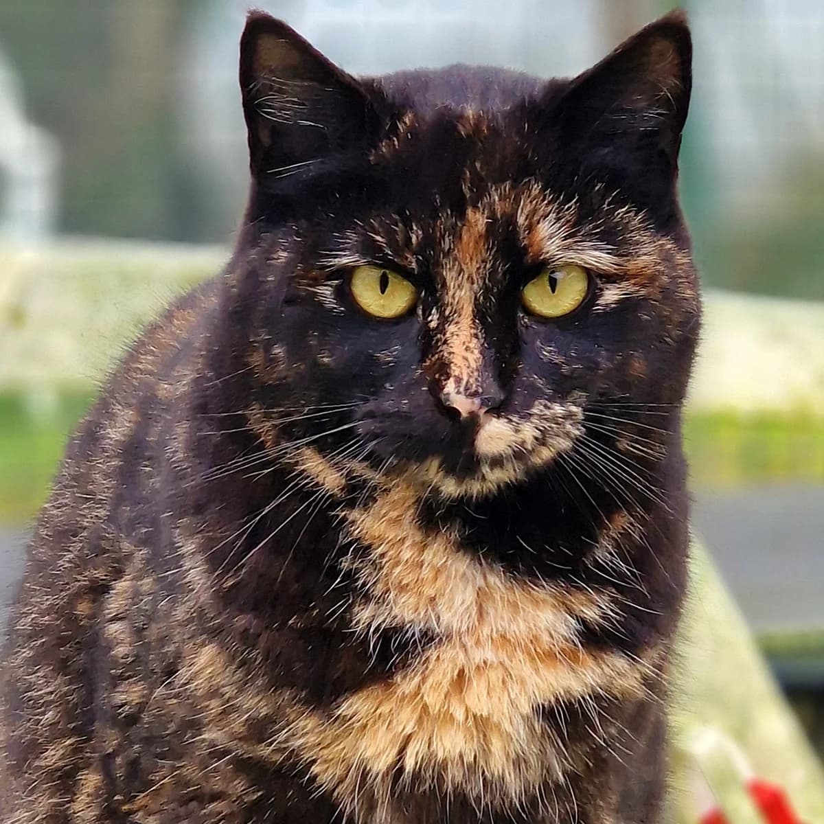 Olivine, Mixed Breed for adoption at SPA de Loire Atlantique, Nantes
