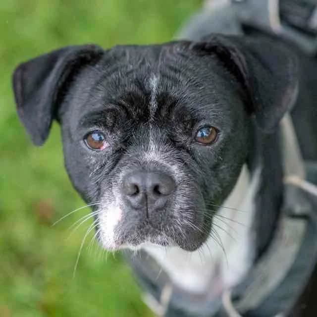 Cyclope, French Bulldog for adoption at SPA de Loire Atlantique, Nantes