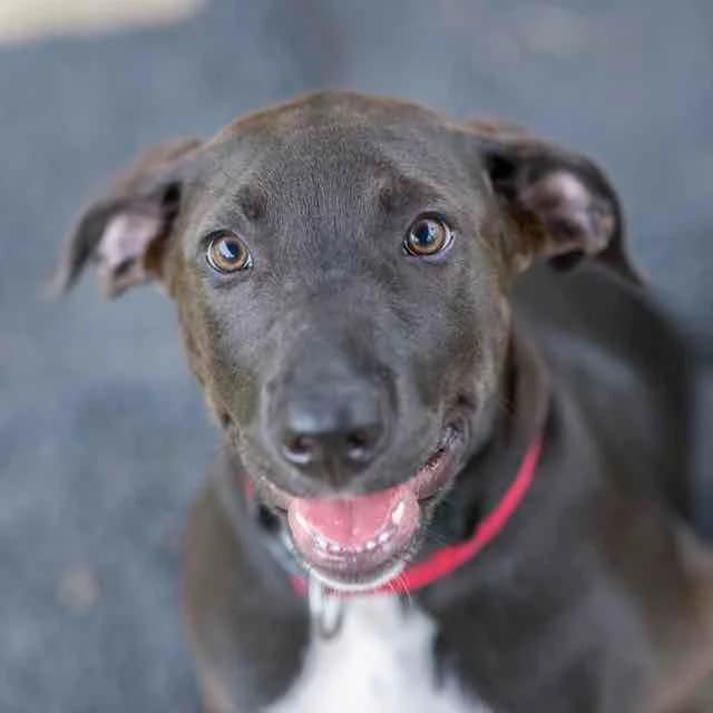Lilith, Labrador Retriever for adoption at SPA de Loire Atlantique, Nantes