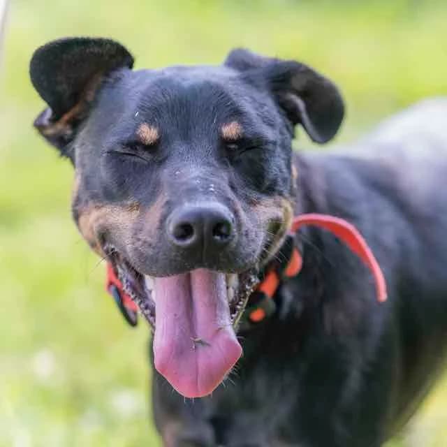 Pippin, Labrador Retriever for adoption at SPA de Loire Atlantique, Nantes
