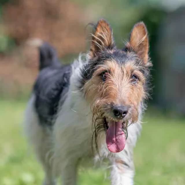 Snoupy, mixed breed for adoption at SPA de Loire Atlantique, Nantes