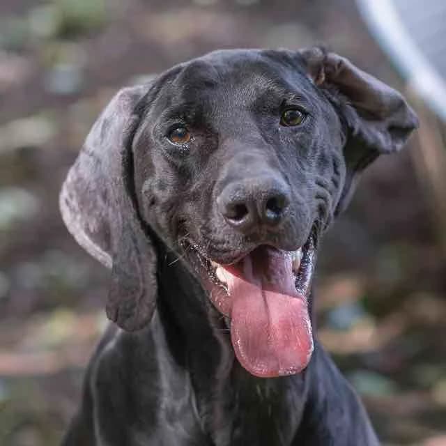 Guizmo, Mixed Breed for adoption at SPA de Loire Atlantique, Nantes