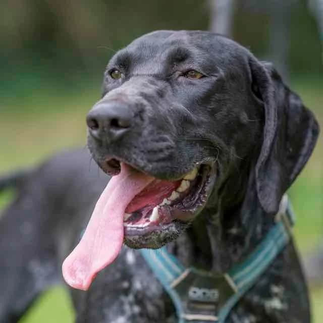 Jasmine, Mixed Breed for adoption at SPA de Loire Atlantique, Nantes