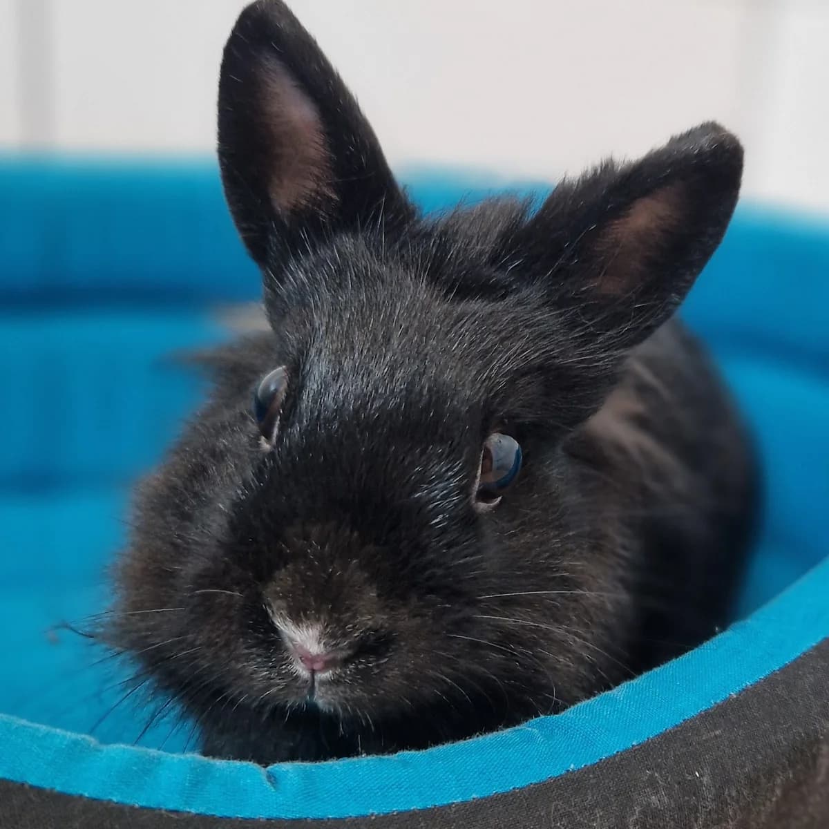 Flanelle, Mixed Breed for adoption at SPA de Loire Atlantique, Nantes