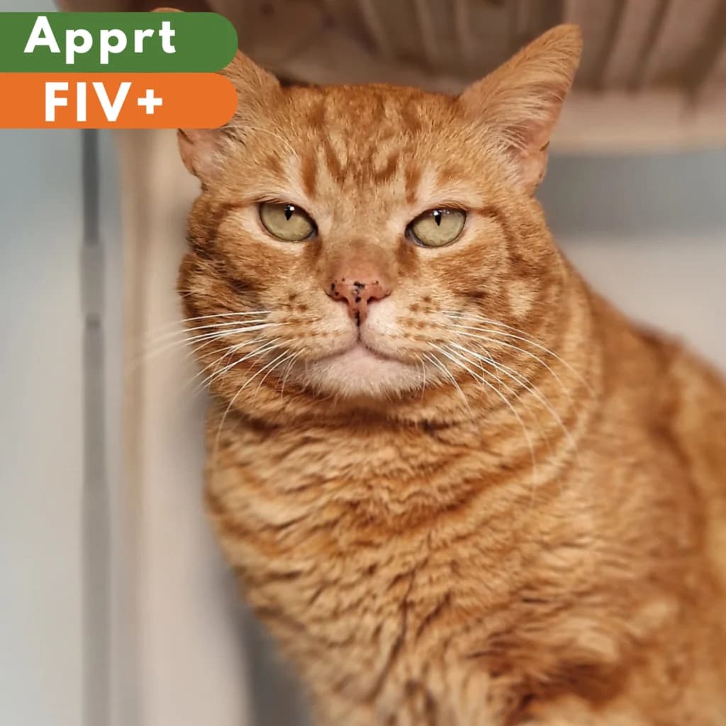Caïman, Mixed Breed for adoption at SPA de Loire Atlantique, Nantes