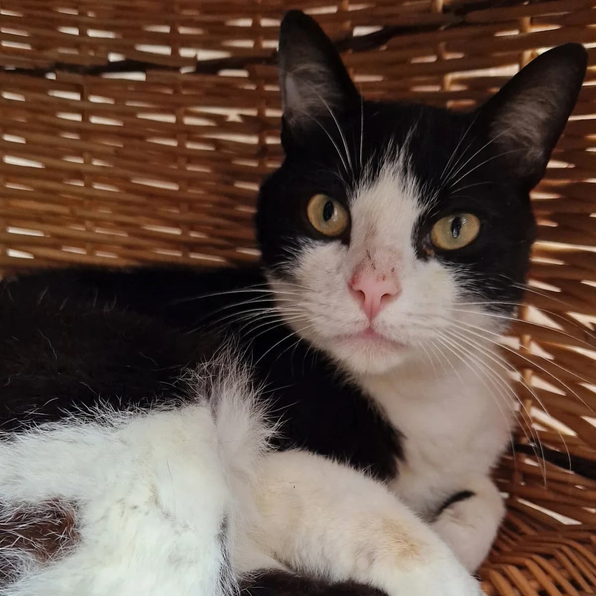Yellow, Mixed Breed for adoption at SPA de Loire Atlantique, Nantes