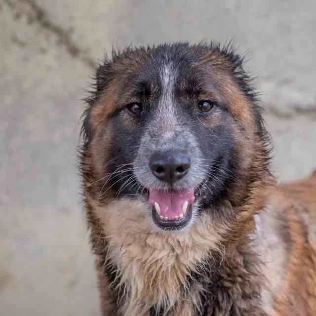 Satine, mixed breed for adoption at SPA de Loire Atlantique, Nantes