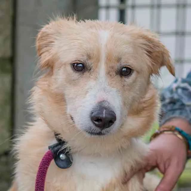 Shosanna, Border Collie for adoption at SPA de Loire Atlantique, Nantes