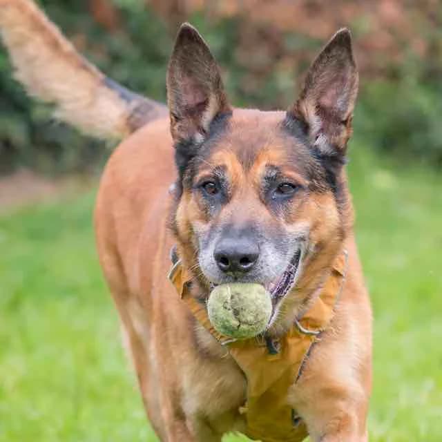 Pepi, Belgian Malinois for adoption at SPA de Loire Atlantique, Nantes