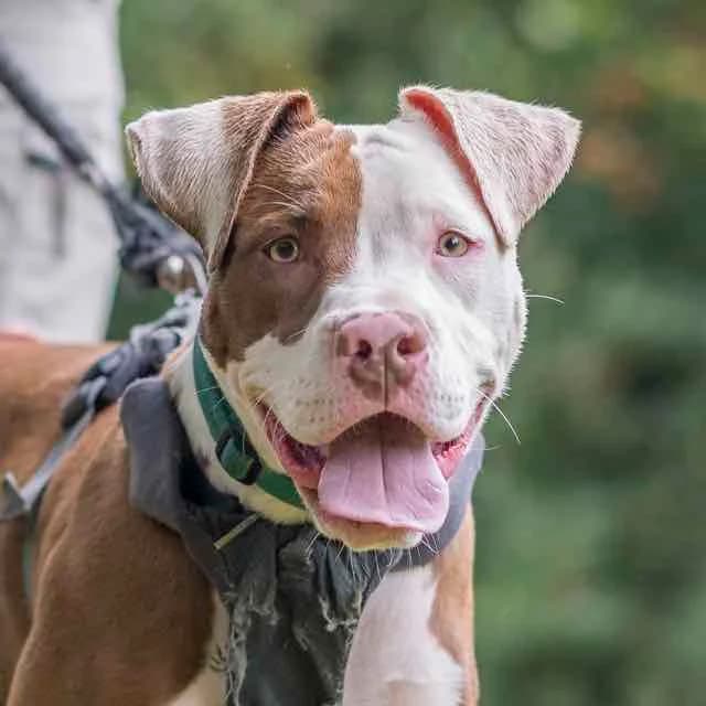 Ramses, mixed breed for adoption at SPA de Loire Atlantique, Nantes