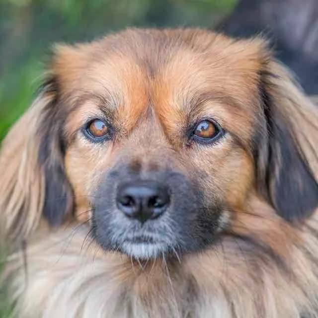 Charly, mixed breed for adoption at SPA de Loire Atlantique, Nantes