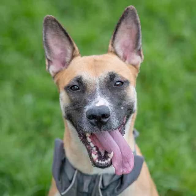 Upsa, Belgian Malinois for adoption at SPA de Loire Atlantique, Nantes