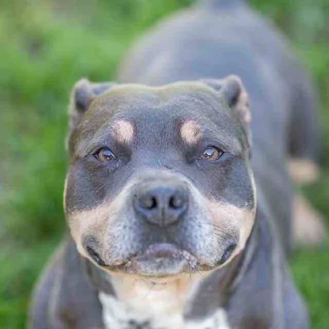 Taya, Mixed Breed for adoption at SPA de Loire Atlantique, Nantes